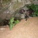 firbec, ga zanima kaj se skriva v jami :)