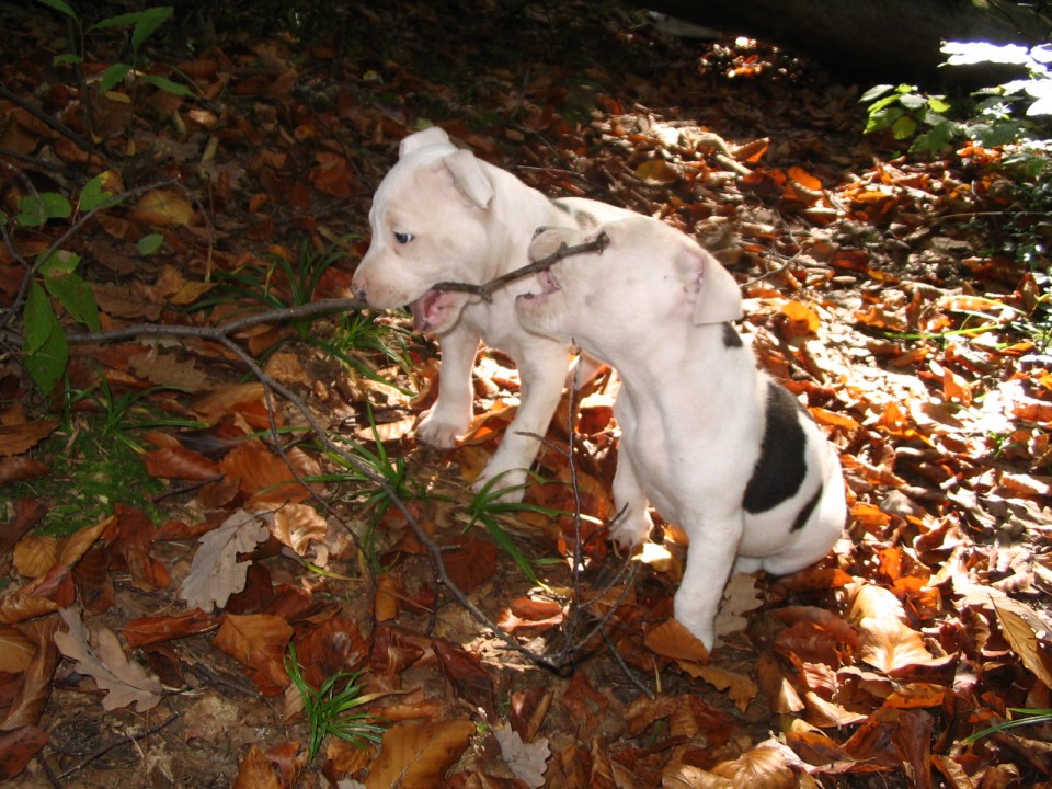 StaFFy - Tia & Ajša 7 tednov - foto povečava