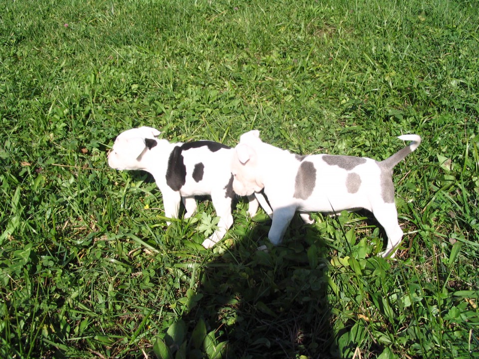 StaFFy - Tia & Ajša 7 tednov - foto povečava