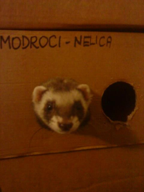 Ferret - foto povečava