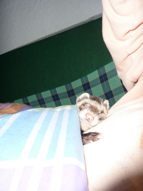 Ferret - foto