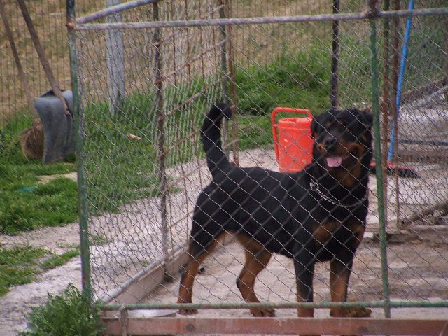 Rotweiler-2008-2010 - foto povečava