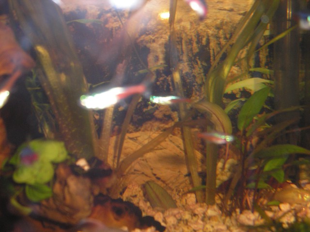 Zdravo, mi smo mini ribice in imenujemo se super ribice ker smo najlepše in slavne.:))