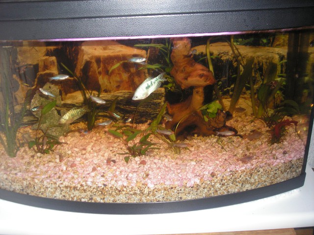 To so pa moje ribice ki sicer niso moje samo pol / akvarija je mojga :D:)) 