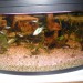 to so pa moje ribice ki sicer niso moje samo pol / akvarija je mojga :D:)) 