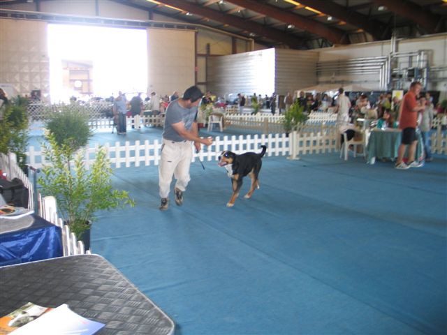 CACIB Portorož 2008 - foto povečava