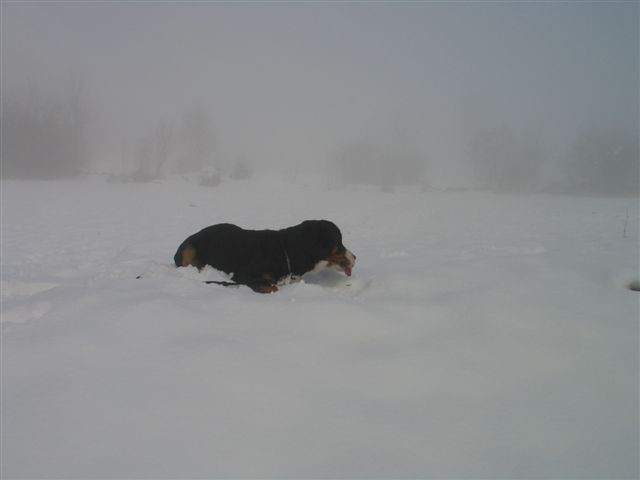 Prvi zimski dnevi 2007 - foto povečava