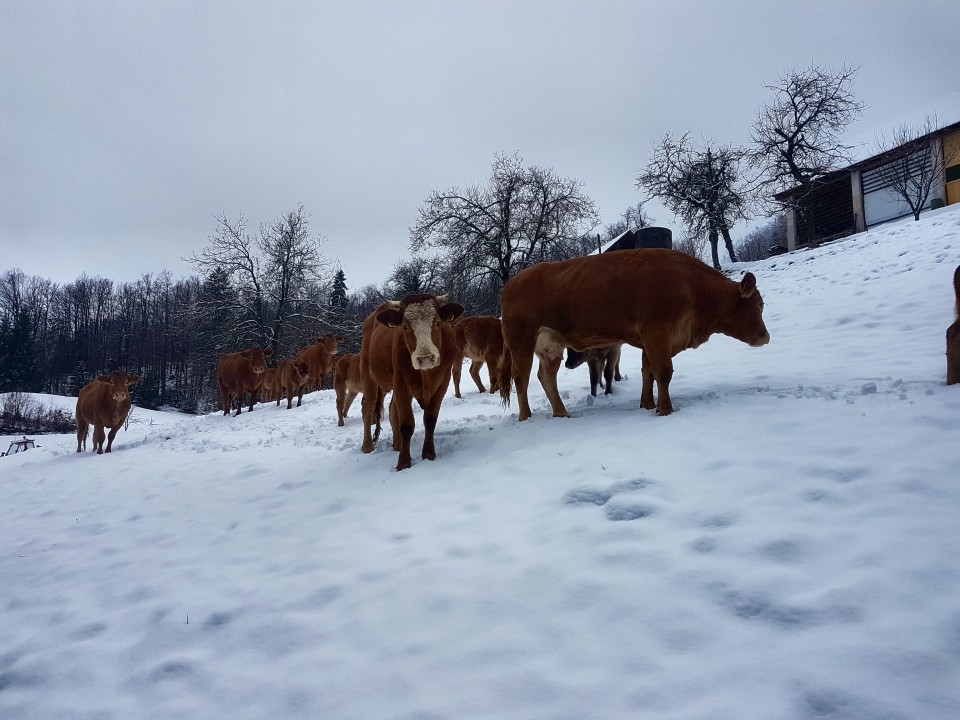 Živali - foto povečava