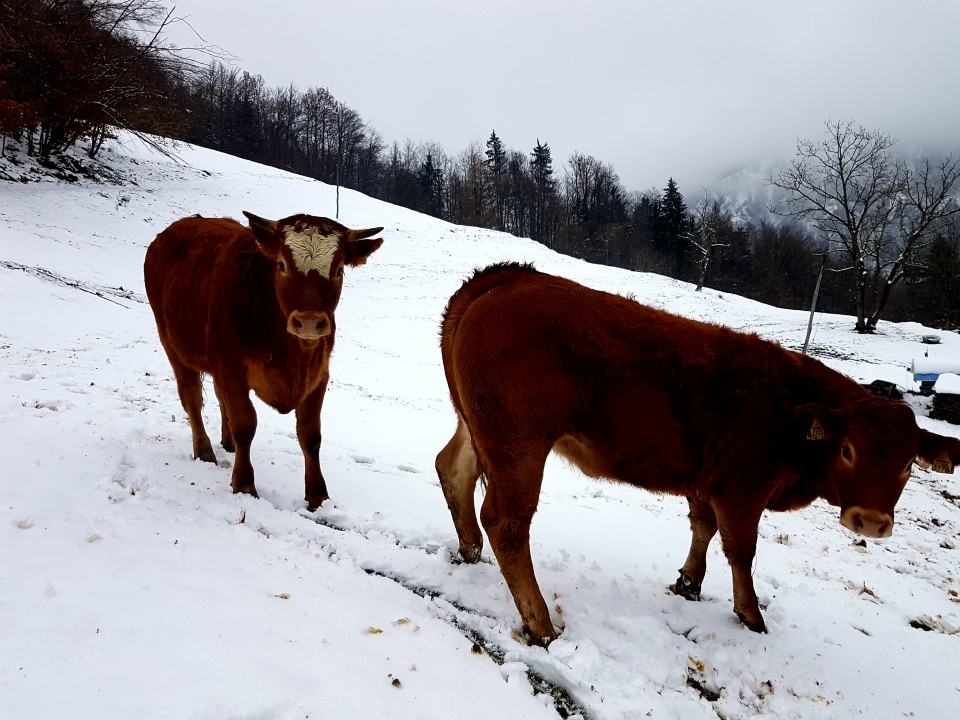 Živali - foto povečava