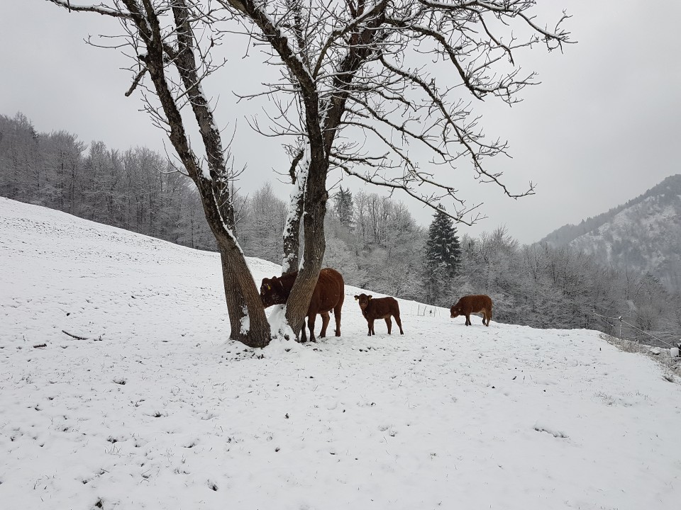 Živali - foto povečava