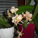 Moje orhideje 2008