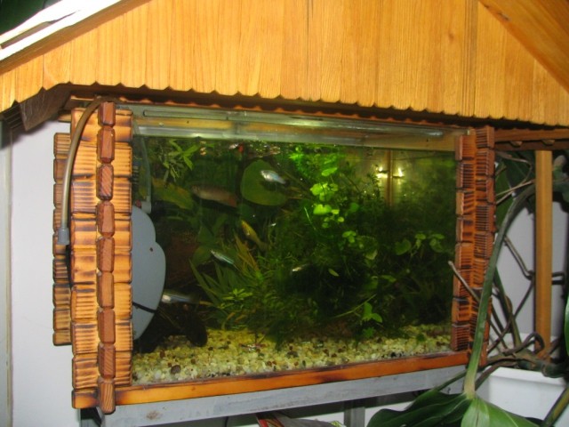 Akvarij za živorodke
