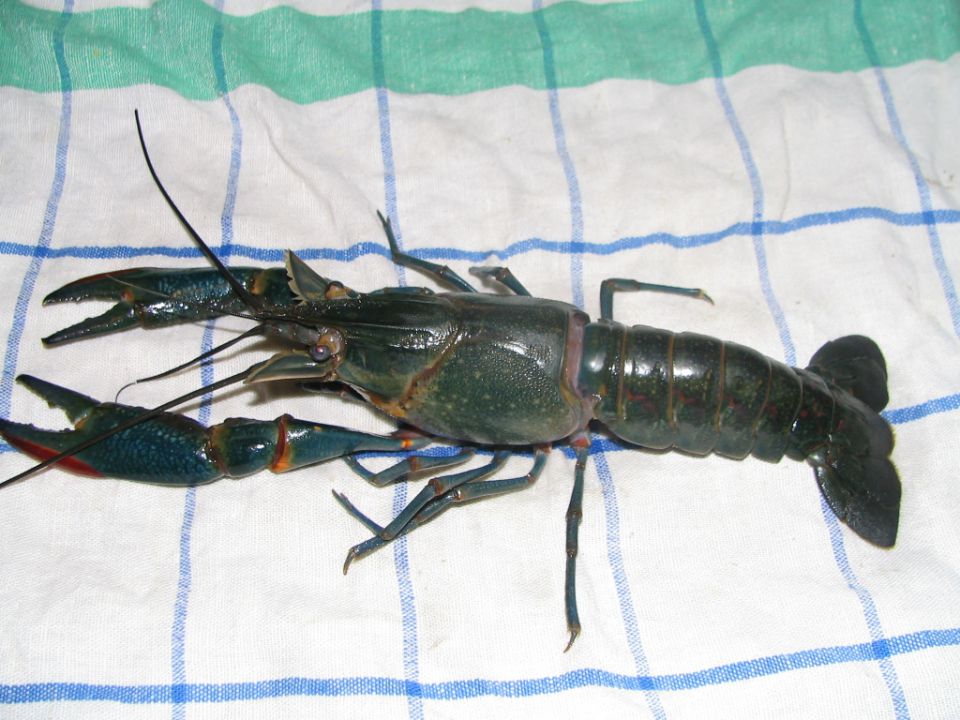 Cherax quadricarinatus  - foto povečava