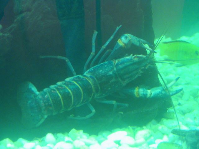 Cherax quadricarinatus  - foto