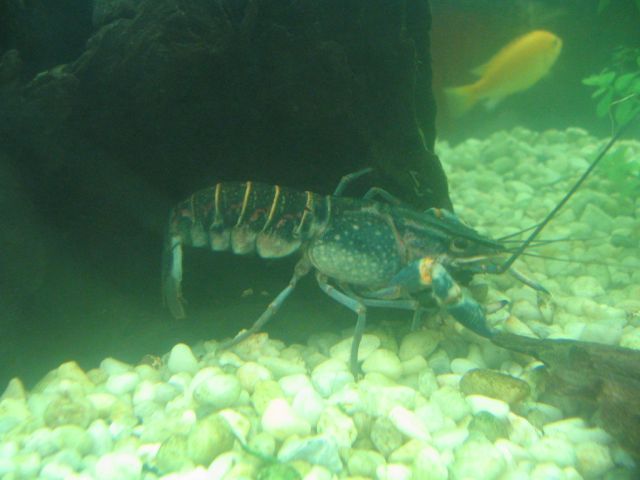 Cherax quadricarinatus  - foto