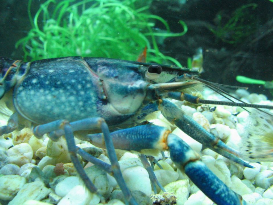 Cherax quadricarinatus  - foto povečava