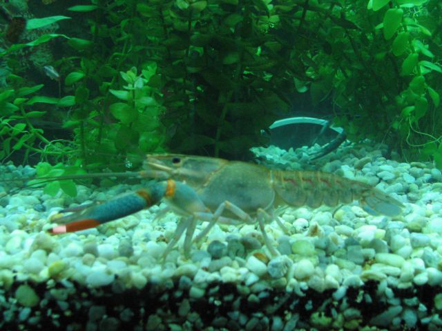 Cherax quadricarinatus  - foto