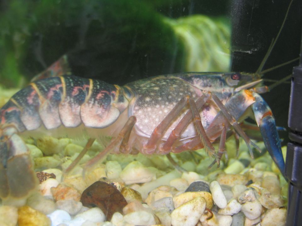 Cherax quadricarinatus  - foto povečava