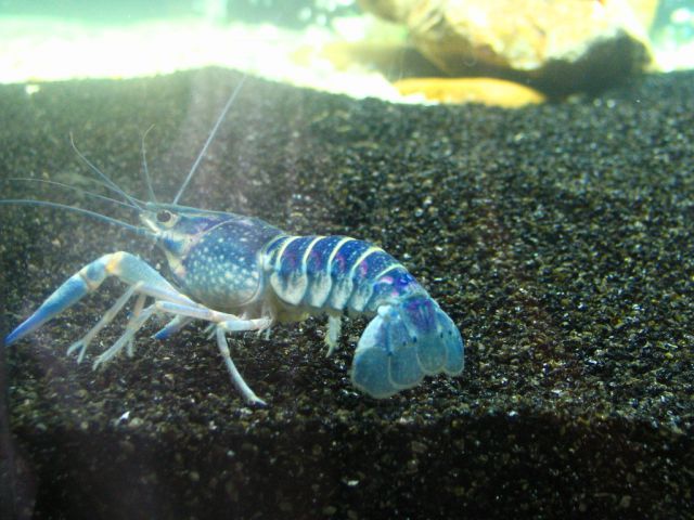 Cherax quadricarinatus  - foto