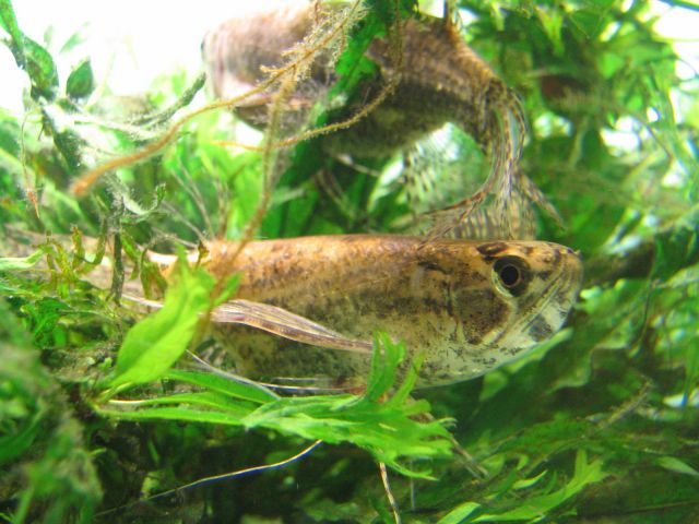 Nova ureditev akvarija - foto