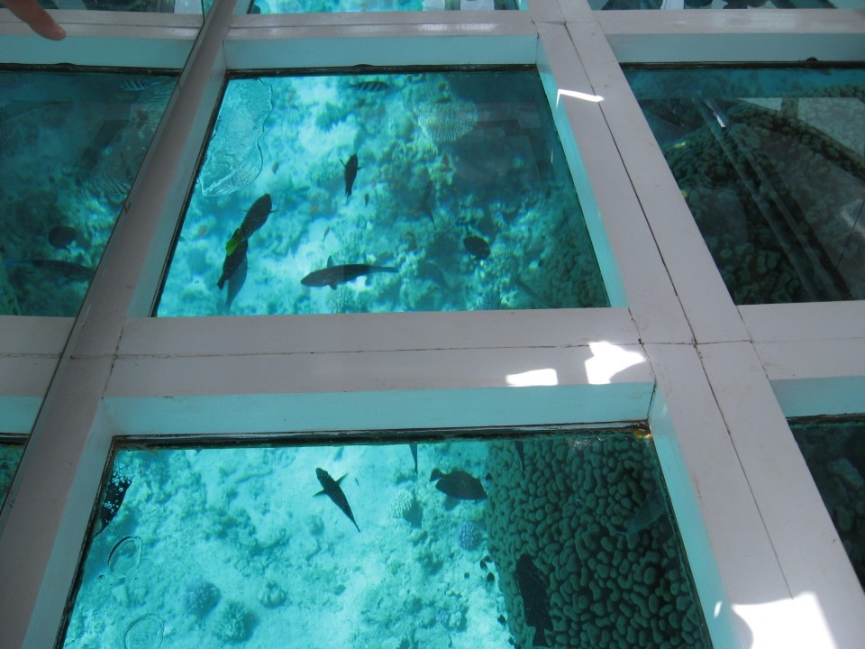 els peixos i els corals