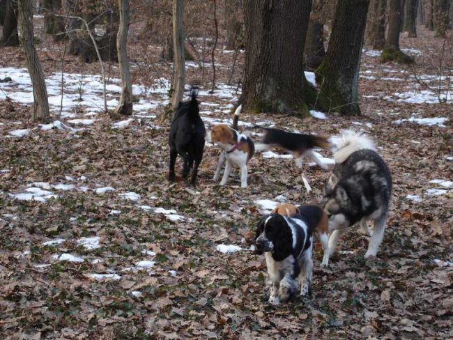 Maksimir 15.1.06 - foto povečava