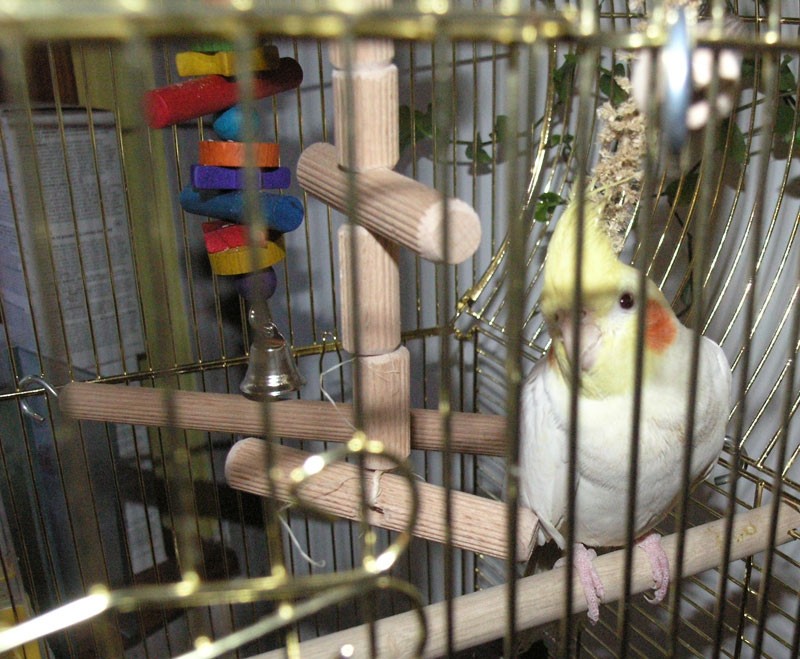 Papige - foto povečava