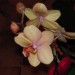 phalaenopsis