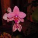 phalaenopsis