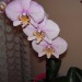 phalaenopsis