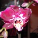 phalaenopsis
