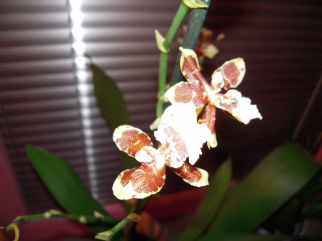 Oncidium