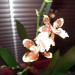 oncidium