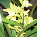 cymbidium križanec