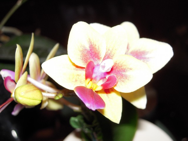 Mini phalaenopsis little lady