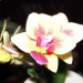 mini phalaenopsis little lady
