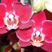 phalaenopsis