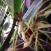 brassia hans lucke