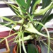 brassia hans lucke