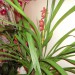 cymbidium križanec
