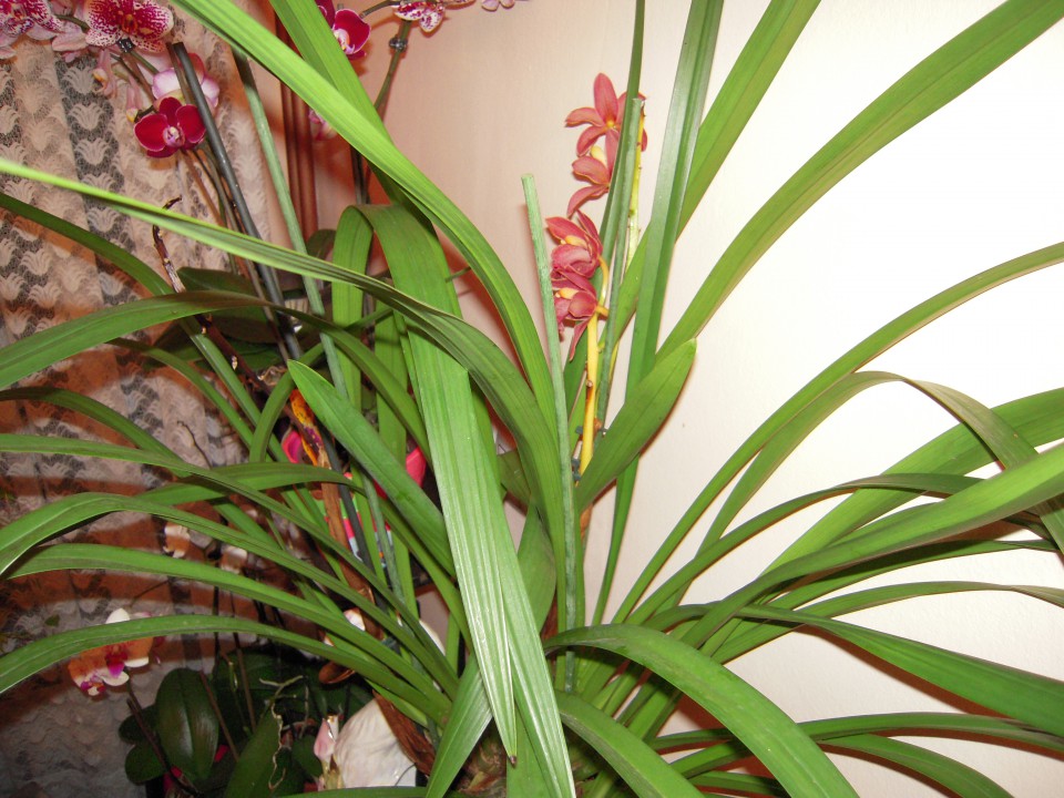 cymbidium križanec