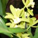 cymbidium križanec