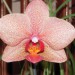 phalaenopsis
