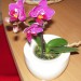 mini phalaenopsis
