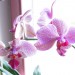 phalaenopsis