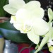 phalaenopsis