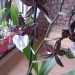 odontoglossum