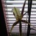 brassia