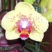 phalaenopsis