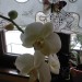 phalaenopsis križanec